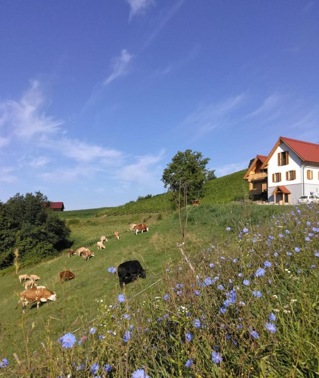 Bauernhof Gschmeidler Sankt Johann im Saggautal Esterno foto